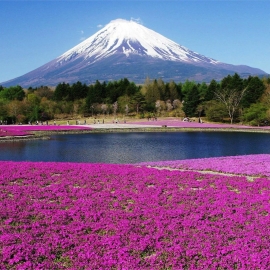 OSAKA – KOBE –KYOTO – NÚI PHÚ SĨ – TOKYO (BAY VN)